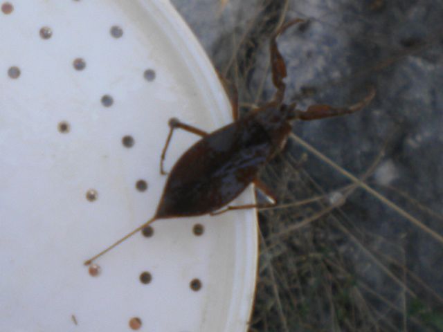 Nepa cinerea ???